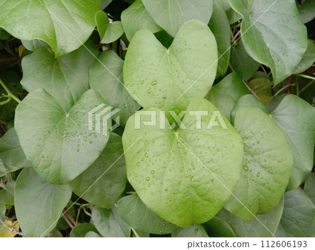 Dioscorea esculenta leaf plant on farm Dioscorea esculenta leaf plant on farm 112606193