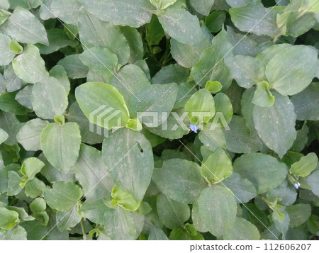 Commelina benghalensis leaf plant on farm Commelina benghalensis leaf plant on farm 112606207
