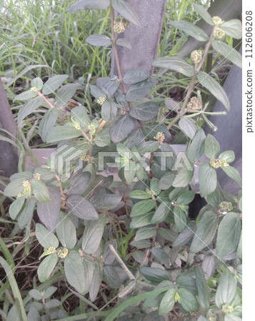 euphorbia hirta leaf plant on farm 112606208