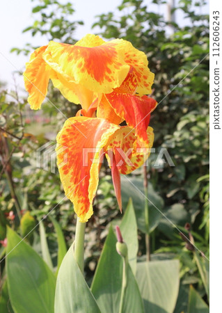 Canna Yellow King Humbert flower plant on farm Canna Yellow King Humbert flower plant on farm 112606243