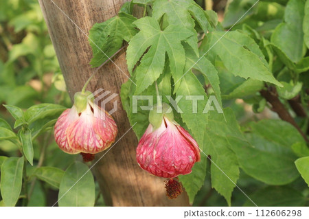 Abutilon pictum flower and ornamental plant 112606298