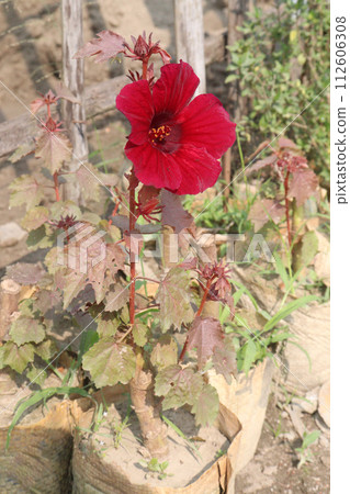 Cranberry hibiscus flower plant on farm 112606308