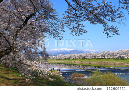 A thousand cherry blossoms at the Shiroishi River bank in full bloom in spring: Niragami Seir (Shibata Town, Shibata District, Miyagi Prefecture) A thousand cherry blossoms at the Shiroishi River bank in full bloom in spring: Niragami Seir (Shibata Town, Shibata District, Miyagi Prefecture) 112606351