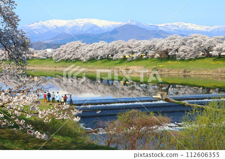 春天盛開的白石川沿岸的千朵櫻花:韭神瑟爾(宮城縣柴田郡柴田町) 春天盛開的白石川沿岸的千朵櫻花:韭神瑟爾(宮城縣柴田郡柴田町) 112606355