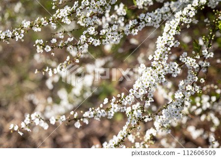 Yuki Willow Spring Flower Spring Material [Tokyo] 112606509