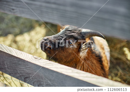 Curious Young Goat Peering Over a Wooden Fence on a Sunny Day Curious Young Goat Peering Over a Wooden Fence on a Sunny Day 112606513