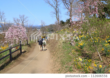 Funaoka Castle Ruins Park in spring (Shibata Town, Shibata District, Miyagi Prefecture) Funaoka Castle Ruins Park in spring (Shibata Town, Shibata District, Miyagi Prefecture) 112606556