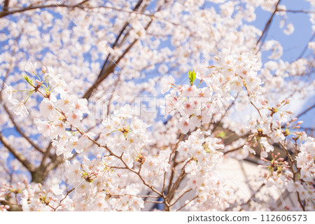 櫻花風景，日本最美的花，櫻花盛開 112606573