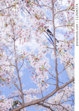 櫻花風景,日本最美的花,櫻花盛開 櫻花風景,日本最美的花,櫻花盛開 112606574