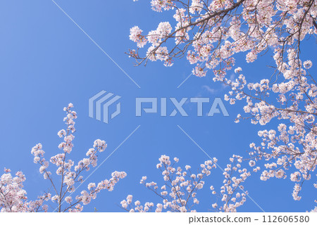櫻花風景,日本最美的花,櫻花盛開 櫻花風景,日本最美的花,櫻花盛開 112606580