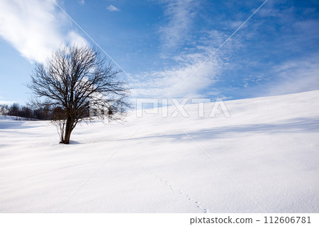 Isolated tree in winter season, nature background 112606781