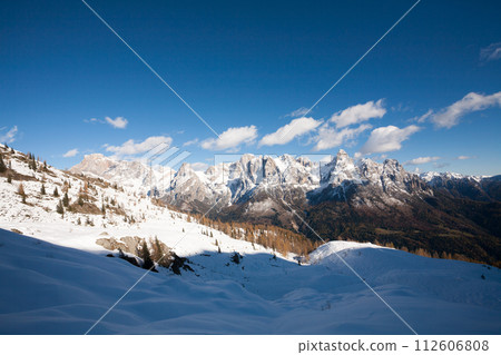 Larches in autumn dress on snow covered ground 112606808