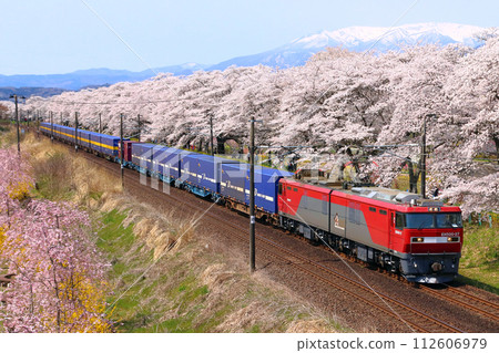 Tohoku Main Line Kangaroo Liner SS60 freight train going to Shiroishi River Tsutsumi Senbonzakura 112606979
