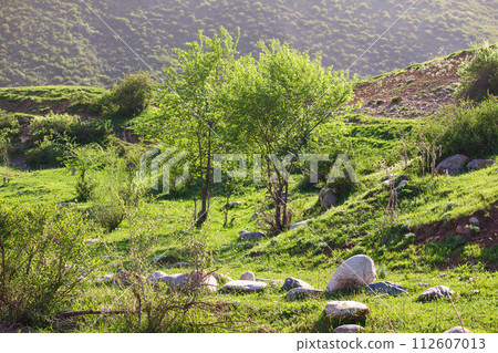 Idyllic mountain landscape with flowering meadows, trees and grass, stones in spring or summer. Calm sunny day Idyllic mountain landscape with flowering meadows, trees and grass, stones in spring or summer. Calm sunny day 112607013