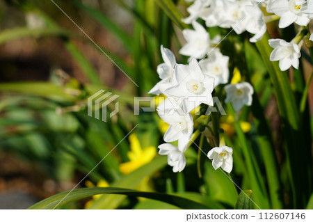 Narcissus papyraceus 112607146