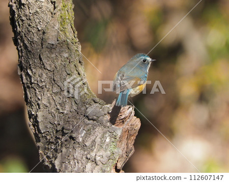 Bluetail flycatcher perching on a tree branch 112607147