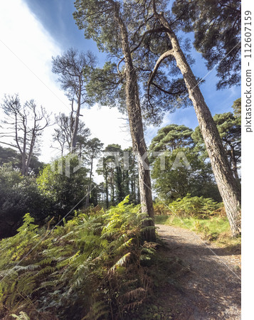 Scots Pine trees in County Donegal - Ireland 112607159