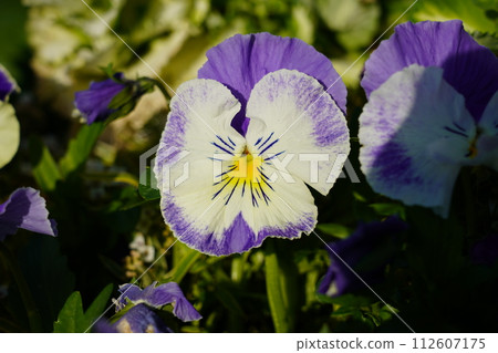 Pansy Pansy 112607175