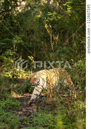 indian wild female tiger or panthera tigris side profile roaming in jungle walking or territory stroll in terai region forest in natural scenic green background in day safari in india indian wild female tiger or panthera tigris side profile roaming in jungle walking or territory stroll in terai region forest in natural scenic green background in day safari in india 112607245