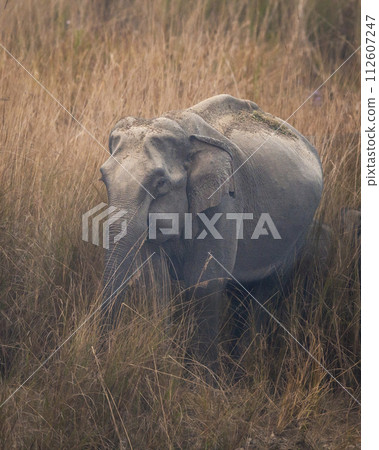 wild female asian elephant or Elephas maximus closeup drinking water or quenching thirst from ramganga river at dhikala zone of jim corbett national park forest tiger reserve uttarakhand india asia 112607247