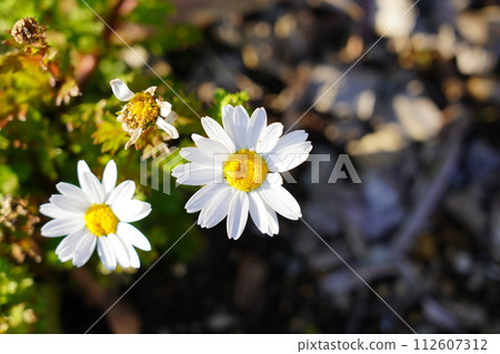 Daisies Daisies 112607312