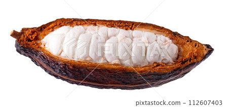 Fresh cocoa fruits isolated on white background. Dark red cocoa pods. Clipping path. 112607403