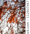 秋天的落葉 112607467