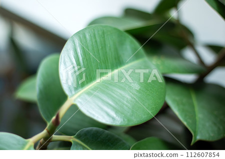 Green leaves of lush houseplant close up Green leaves of lush houseplant close up 112607854