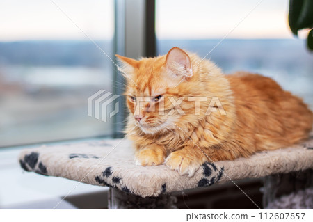 Red fluffy Maine resting at home closeup 112607857