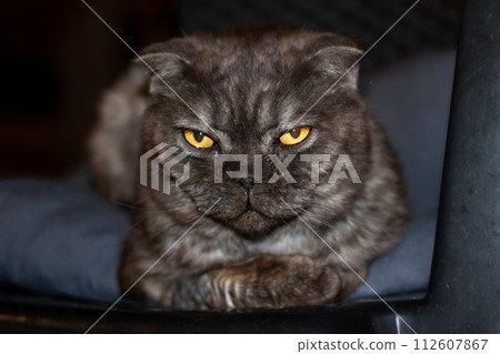 Gray exotic cat lying on a bed Gray exotic cat lying on a bed 112607867