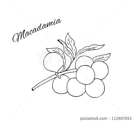 Hand-drawn Macadamia branch with nuts and leaves. Vector botanical illustration. Macadamia nuts. Hand-drawn Macadamia branch with nuts and leaves. Vector botanical illustration. Macadamia nuts. 112607891