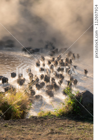 Slow pan of wildebeest racing across river Slow pan of wildebeest racing across river 112607914