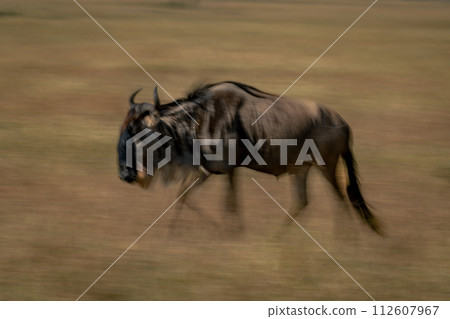 Slow pan of blue wildebeest on grassland Slow pan of blue wildebeest on grassland 112607967