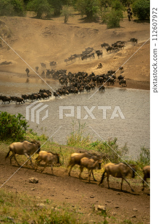 Slow pan of blue wildebeest traversing Mara Slow pan of blue wildebeest traversing Mara 112607972