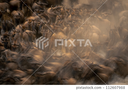 Slow pan of confusion of blue wildebeest Slow pan of confusion of blue wildebeest 112607988