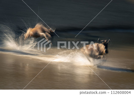 Slow pan of two wildebeest crossing stream 112608004