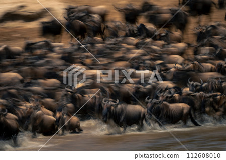 Slow pan of wildebeest crossing Mara river Slow pan of wildebeest crossing Mara river 112608010