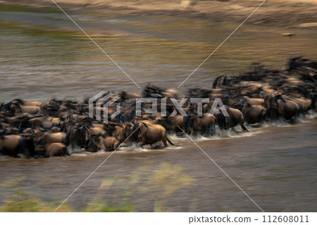 Slow pan of wildebeest crossing Mara shallows Slow pan of wildebeest crossing Mara shallows 112608011