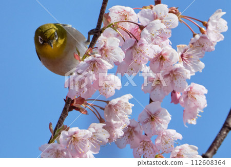 First generation cherry blossoms and white-eye on a sunny spring day 112608364