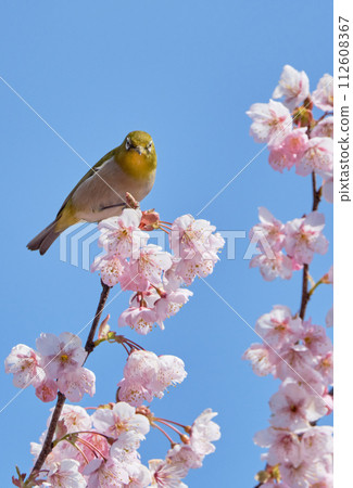 First generation cherry blossoms and white-eye on a sunny spring day 112608367