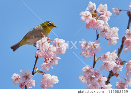 First generation cherry blossoms and white-eye on a sunny spring day First generation cherry blossoms and white-eye on a sunny spring day 112608369