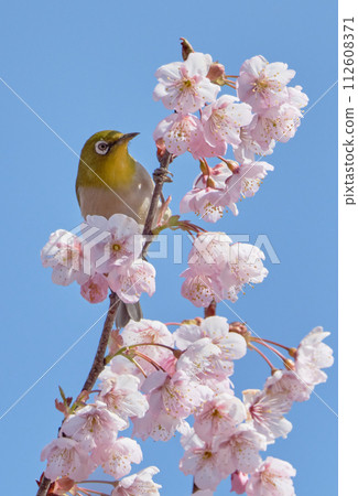 First generation cherry blossoms and white-eye on a sunny spring day 112608371