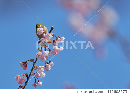 First generation cherry blossoms and white-eye on a sunny spring day 112608375