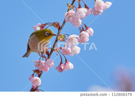 First generation cherry blossoms and white-eye on a sunny spring day 112608379