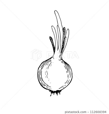 Vector illustration. Onion drawn with a black outline in vector on a white background. Suitable for printing on fabric and paper, for printing on product packaging, for design and creativity. 112608394
