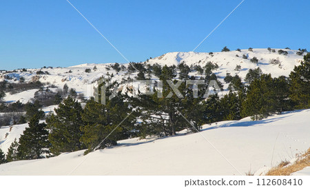 Pine grove and snow-capped mountains. 112608410
