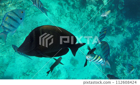 Fishes of the Red Sea Sailing Zebrasoma Desjardini Underwater Fishes of the Red Sea Sailing Zebrasoma Desjardini Underwater 112608424