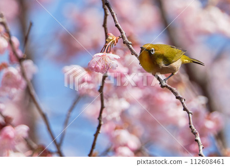 First generation cherry blossoms and white-eye on a sunny spring day First generation cherry blossoms and white-eye on a sunny spring day 112608461