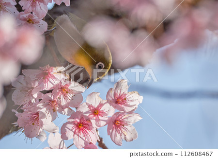 First generation cherry blossoms and white-eye on a sunny spring day First generation cherry blossoms and white-eye on a sunny spring day 112608467