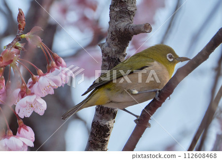 First generation cherry blossoms and white-eye on a sunny spring day 112608468